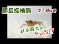 【ガサガサ】日本最大のトンボ！！【サナエトンボ・ハグロトンボ・オニヤンマ】