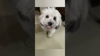 Polo’s singing talent  #funnyanimals #lhasaapso #funwithpets #dog #dogshorts #funnydogs