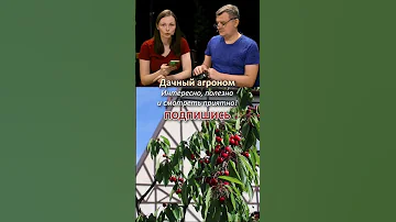 Саженец черешни прижился КАК ПОНЯТЬ