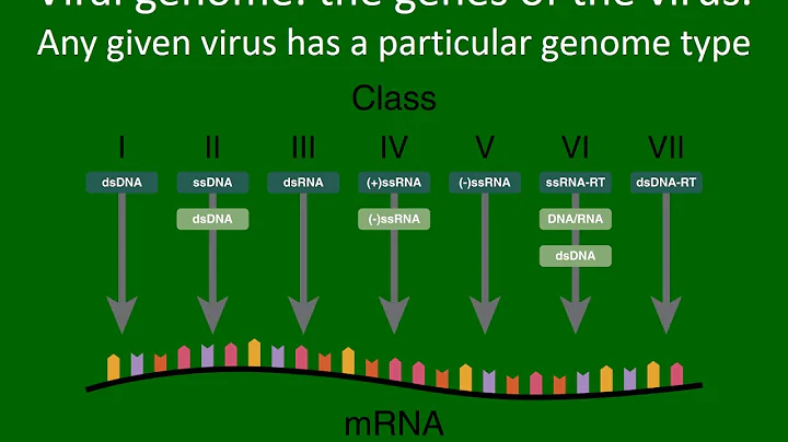 1 3 what are viruses made of