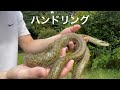 メスのアオダイショウのハンドリング　/  Handling a female snake