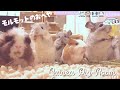 モルモット部屋配信 Guinea pig room live 🐹【ライブカメラ】