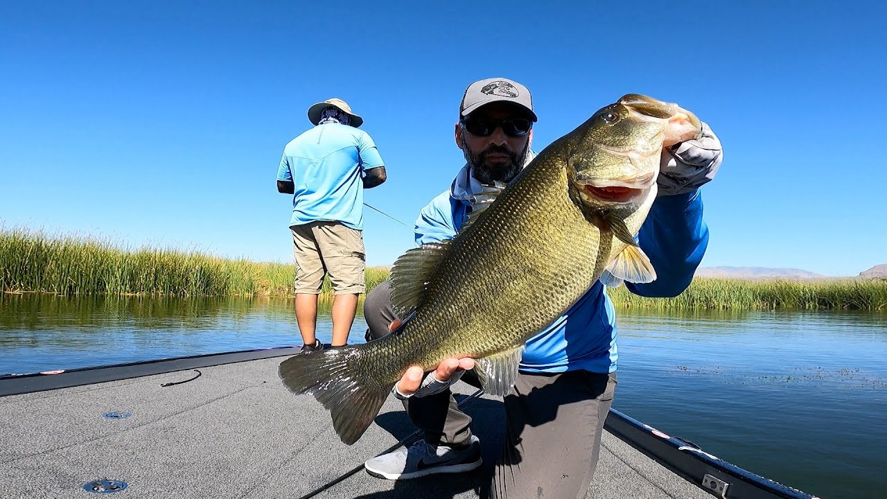 SLUGFEST for Big Bass In HEAVY COVER