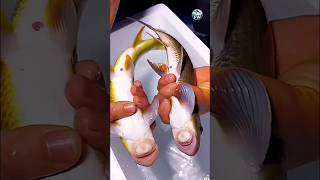 Fresh Caught Red Garra 🐟 | Stunning Wild River Fish #fish #freshcatch #shorts