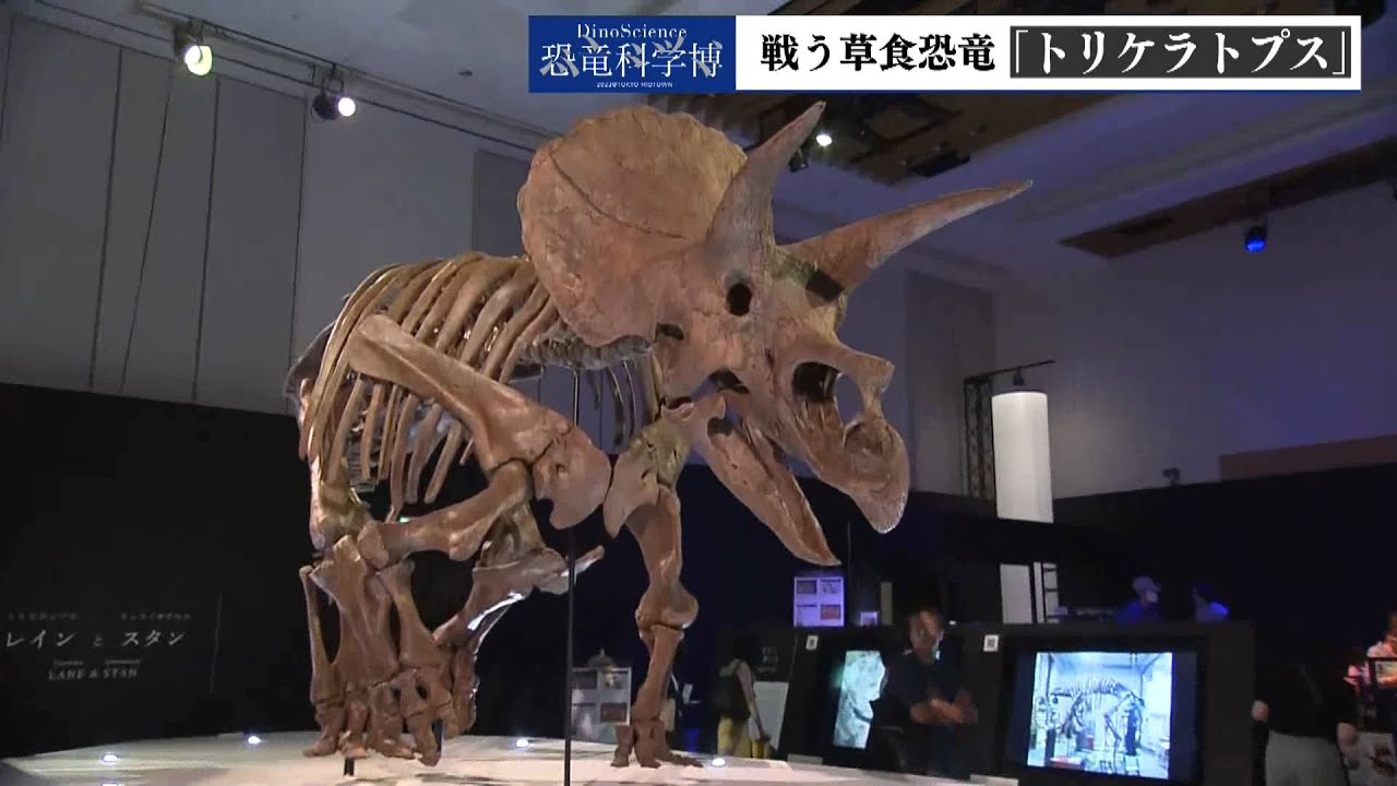 中継】恐竜科学博 戦う草食恐竜「トリケラトプス」 - YouTube