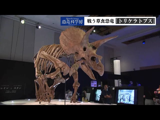 中継】恐竜科学博 戦う草食恐竜「トリケラトプス」 - YouTube