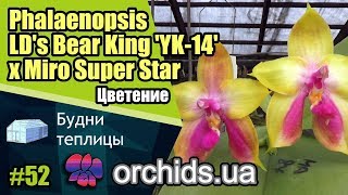 Цветение Phalaenopsis LD's Bear King 'YK-14' x Miro Super Star