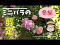 ミニバラの衝撃的な剪定/強剪定/見切りグリーンアイス/極小八重咲きほほえみ/増し土/置き肥/