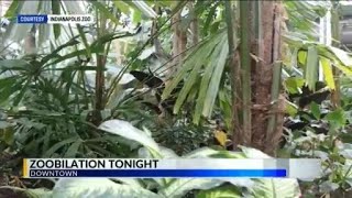Indianapolis Zoo welcomes annual Zoobilation event Tropical Nights