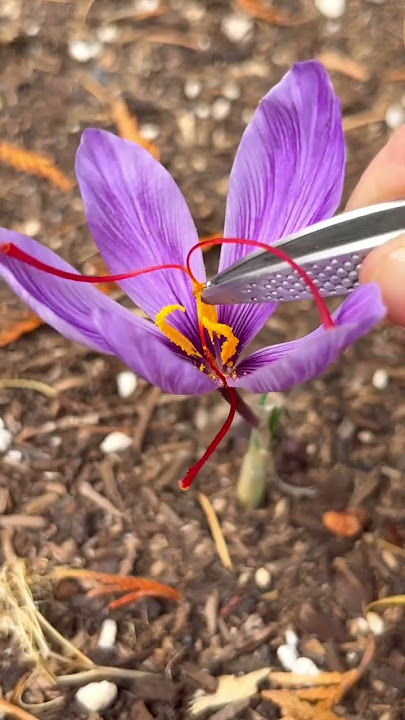 Saffron Crocus
