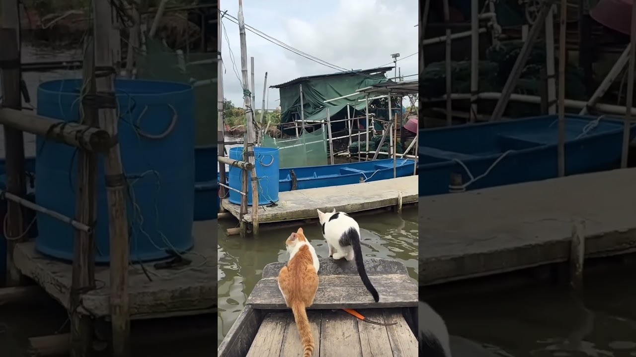 Two Cats Jumping Out of Boat