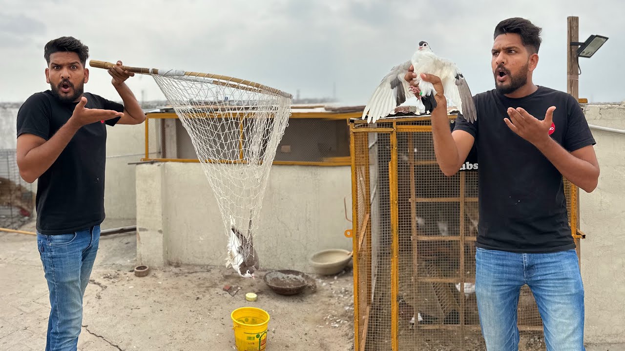 Kabutaron ke larai karwa kar 1 kabutar utar liya 😳😳