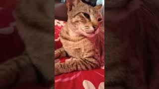 Daily Cat videos 😻 #cat #shortsfeed #petshub #funny #trending #viral #cute #catvideos #pets #cutecat