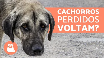 Por que o cachorro foge?