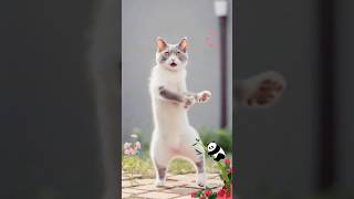 Cute Cat Funny Dancing Video