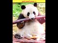 Panda Facts That Will Surprise You 🐼 | Weird But Cute Animal #shorts