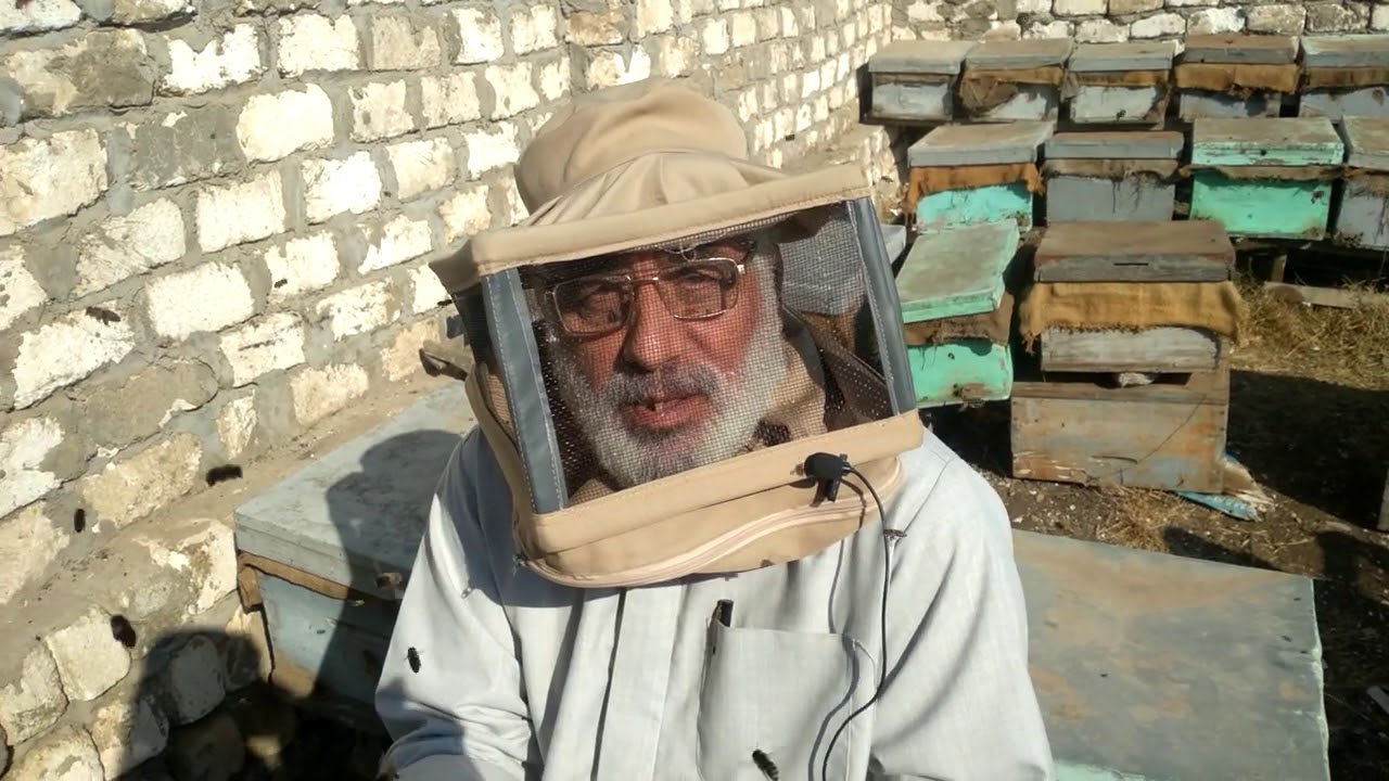 *٠٠خلية فيها ملكة يريد النحل استبدالها بعمل إحلال ماذا نفعل؟؟