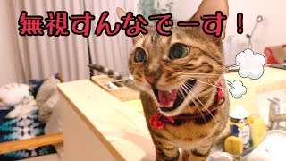 保護した黒猫を構い過ぎてベル様大激怒です…