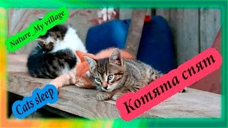 Котята спят | Nature_My village Котята спят | Nature_My village