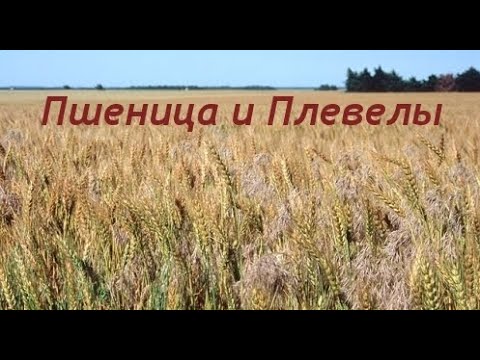 Путь и Истина и Жизнь (гр.Ашкелон)-Проповедь: Плевелы среди пшеницы - Мф.13:24-30