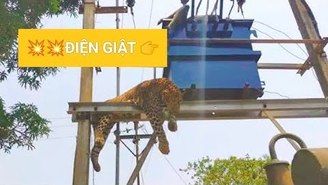 29 khoảnh khắc động vật bị điện giật