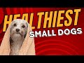 Top 10 Healthy Small Dog Breeds for Long and Happy Lives - Dogs 101