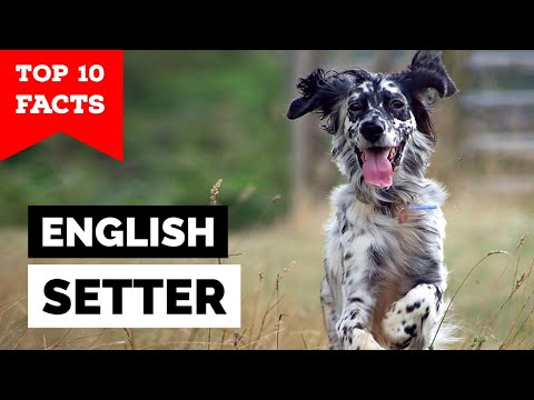 Video: Anglický setter