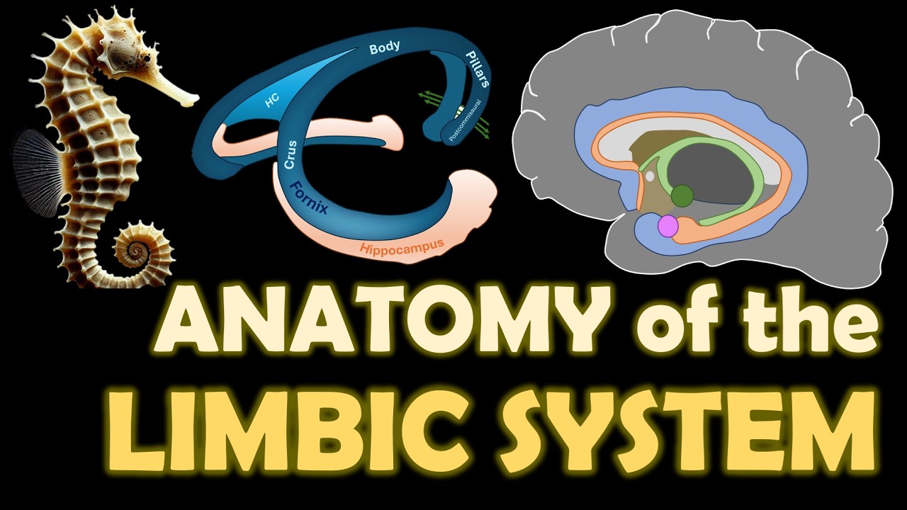 The Emotional Brain: Anatomy of the Limbic System - YouTube