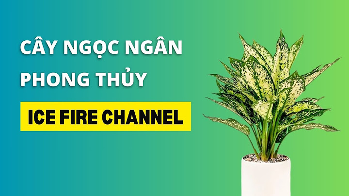 Cây ngọc ngân là cây gì năm 2024