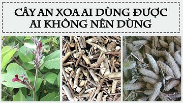 CÂY AN XOA AI DÙNG ĐƯỢC - AI KHÔNG NÊN DÙNG CÂY AN XOA