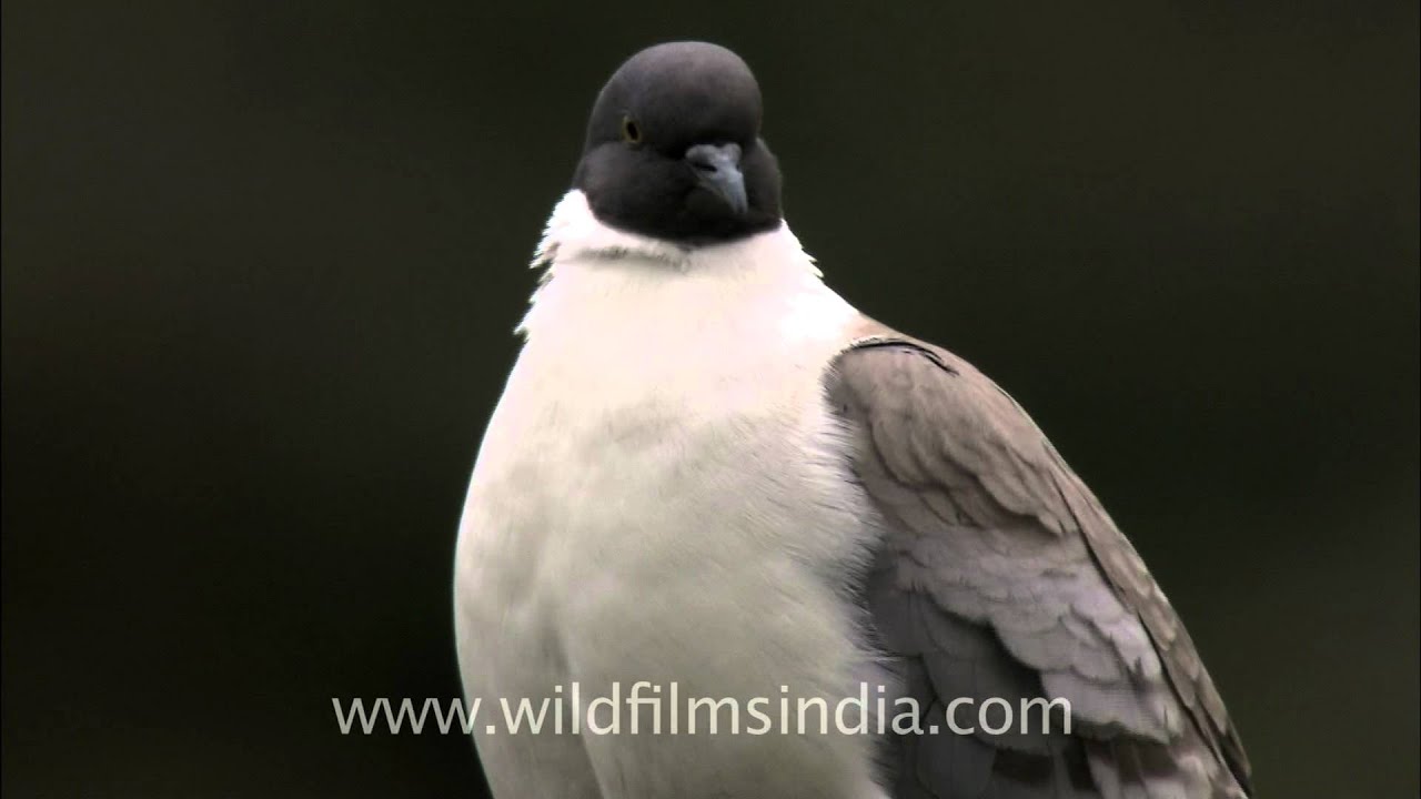 Snow Pigeon (Columba leuconota) 