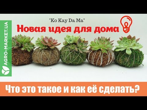 Кокедама | Как сделать кокедаму? | Kokedama | Agro-market.ua