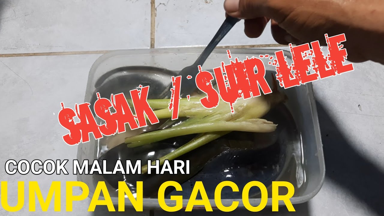 UMPAN 🎣MALAM  MEDIA SASAK LELE  GACOR ❗️ #umpanjituikanlele#umpanharianikanlele