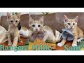Sam, Ranger & Millie | Playful, Sweet & Adorable Kittens Looking for Homes