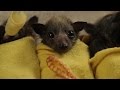 Baby Bat Burritos