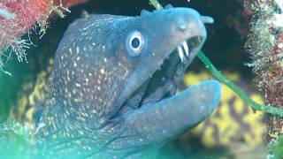 Karaburun Akinti Dalişi (Drift Diving)