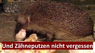 Igel Ratzfatz, der unersättliche Hühnerfleisch-Fresser (18.09.2023) by Cordula Schultz - Was da kreucht und fleucht - 1,179 views 7 months ago 5 minutes, 6 seconds