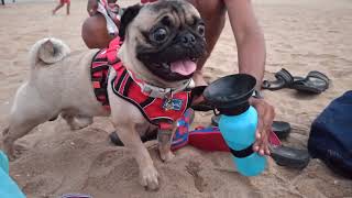Scooby Enjoying first beach🏖️🏖️🏖️🏖️#puglover #scoobypug #dogslover #dog #tamil by Scooby Veedu 699 views 1 year ago 9 minutes, 53 seconds