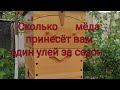 Сколько мёда 🍯 принесет вам один улей.