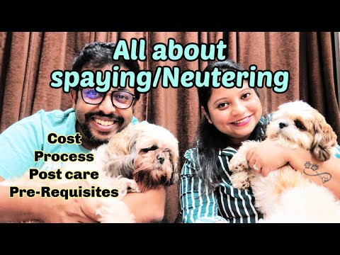 Video: Spaying o neutralizar a su mascota