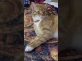 Lil goober #cat #kitten #orangecat #sillycat