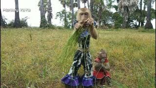 Monkey YaYa With Her Team Finding Food