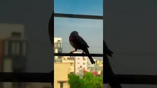 birds nature youtubeshorts
