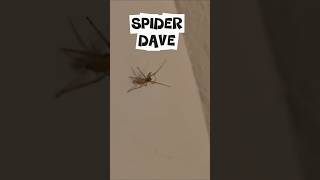 Sspppiiidddeeerr Daaavvvveee