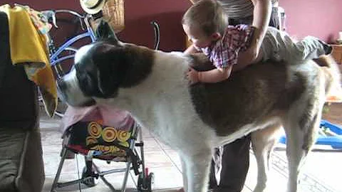 baby rides st. bernard - Jasper and the Fridge