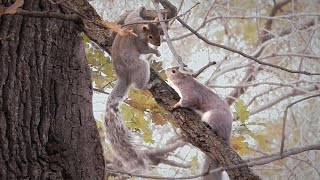 Gray Squirrels Mating Season