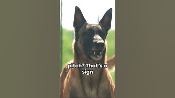 Crack the Code: Understanding Your Dog