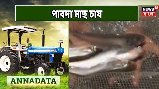 আজকের Annadata-এ দেখুন মিঠে জলের পুকুরে লাভজনক পাবদা মাছ চাষের পদ্ধতি