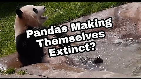 PANDAS TRYING TO MAKE THEMSELVES EXTINCT!!! / PANDA EPIC FAILS/FALLS / CUTE ADORABLE GIANT PANDAS