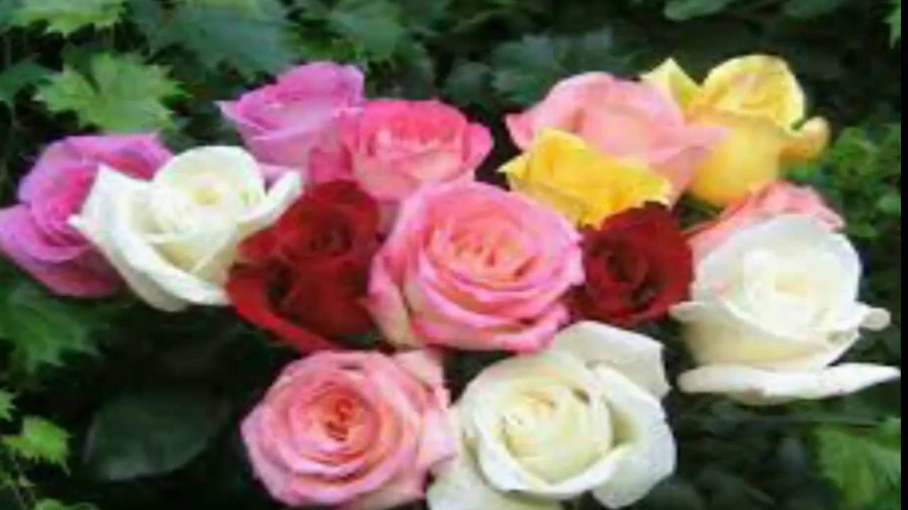 beautiful flowers YouTube